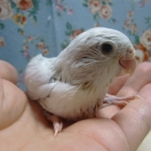 マメルリハ・パステルホワイト