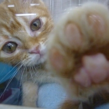 アメリカンショートヘア　レッドタビーの男の子