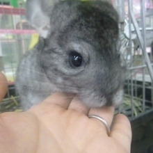 チンチラ　グレーの男の子