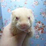 パスバレーフェレット　アルビノの男の子