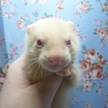 パスバレーフェレット　アルビノの男の子