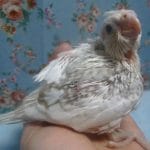 手乗りオカメインコ　WFシナモンパールパイドのヒナ