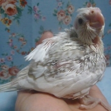 手乗りオカメインコ　WFシナモンパールパイドのヒナ