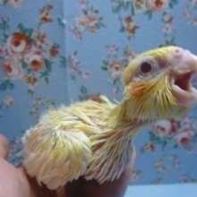 手乗りオカメインコのルチノー　ヒナ