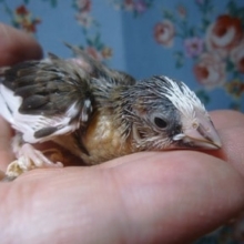 手乗り十姉妹（ジュウシマツ）　ヒナ