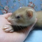 パスバレーフェレット　バタースコッチ　女の子