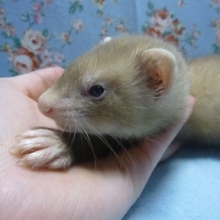 パスバレーフェレット　バタースコッチ　女の子