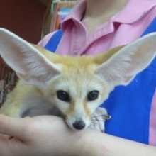 フェネックちゃん　だいぶ慣れてきました。