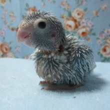 手乗りマメルリハ　アメリカンホワイト　女の子