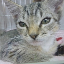 ラパーマの女の子