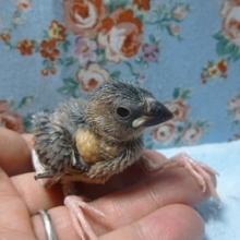 手乗りブンチョウ　桜文鳥