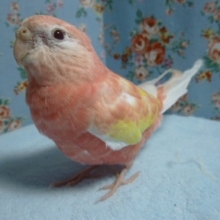 手乗りアキクサインコ　ルビノー　ヒナ餌卒業