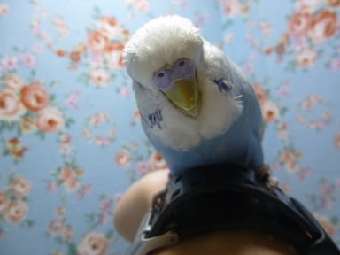 ジャンボセキセイインコ