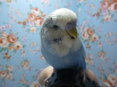 ジャンボセキセイインコ