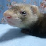 パスバレーフェレット　セーブル　女の子