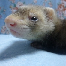 パスバレーフェレット　セーブル　女の子