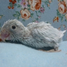 手乗りマメルリハ　アメリカンホワイトの女の子！