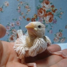 手乗りブンチョウ　白文鳥