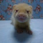 パスバレーフェレット　アルビノ　男の子