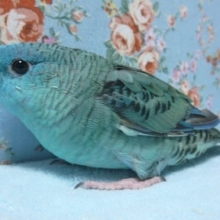 手乗りサザナミインコ　ブルー　ヒナ餌卒業