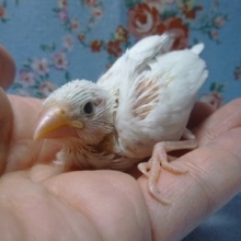 手乗りブンチョウ　白文鳥！