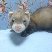 パスバレーフェレット　ブラックセーブルの女の子