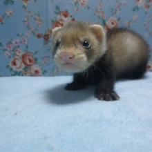 パスバレーフェレット　セーブルの男の子