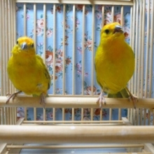 キンノジコ　ペア