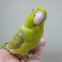 手乗りマメルリハ　パステルミスティダークグリーン　男の子　ヒナ餌卒業済