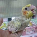 手乗りオカメインコ　シナモンパールパイドのヒナ