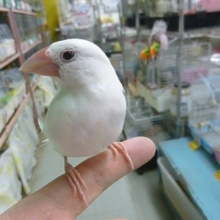 手乗りブンチョウ　白文鳥　ヒナ餌卒業済み
