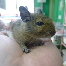 デグー　ノーマルの女の子！