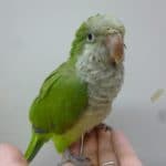 手乗りオキナインコ　ノーマル　ヒナ餌卒業済み