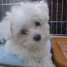 マルチーズの男の子