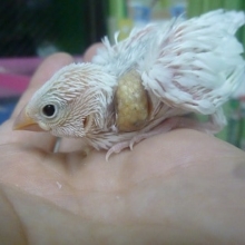 手乗りブンチョウ　白文鳥のヒナ