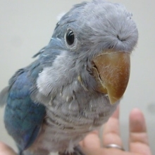 手乗りオキナインコ　ブルー　ヒナ餌卒業済み