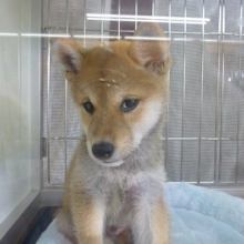 柴犬　赤柴の男の子！