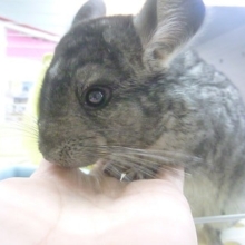 チンチラ　ノーマルグレー　男の子！