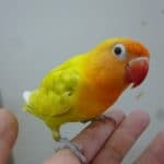 手乗りボタンインコ　ヤマブキイエロー　ヒナ餌卒業済み