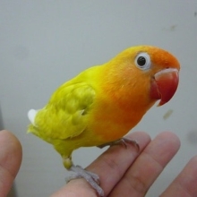 手乗りボタンインコ　ヤマブキイエロー　ヒナ餌卒業済み