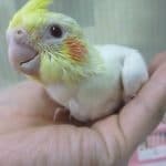 手乗りオカメインコ　ルチノーのヒナ！