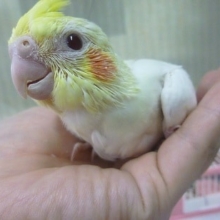 手乗りオカメインコ　ルチノーのヒナ！