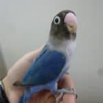 手乗りボタンインコ　コバルト　ヒナ餌卒業済み