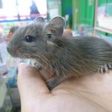 ブルーデグーの男の子