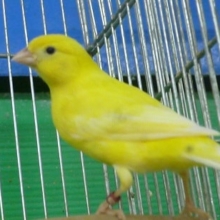 カナリア・レモン