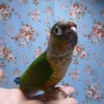 手乗りウロコインコ　ワキコガネ（オパーリン）