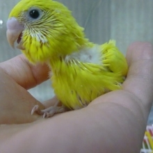 手乗りセキセイインコ　レアカラー（全身黄色で黒目）
