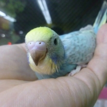 手乗りセキセイインコ　ブルー系　パステルレインボー