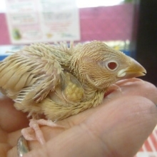 手乗りブンチョウ　シナモン文鳥　ヒナ