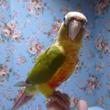 手乗りウロコインコ　パイナップル